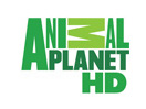 Animal Planet HD hol vehető?